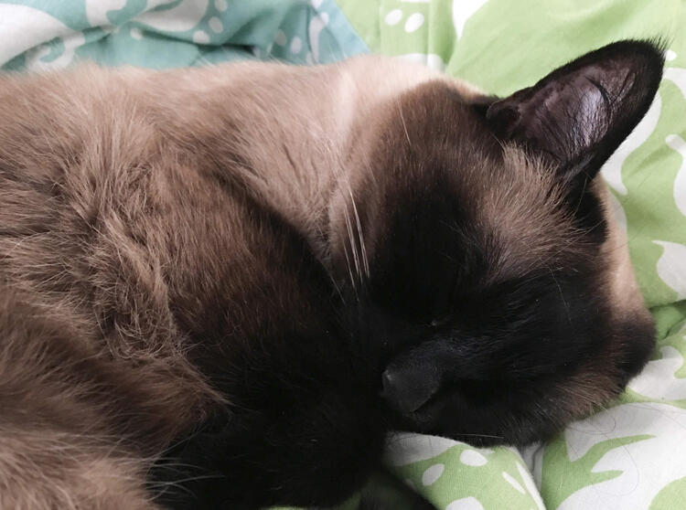 An image of Cupcake, a sleepy Siamese cat.